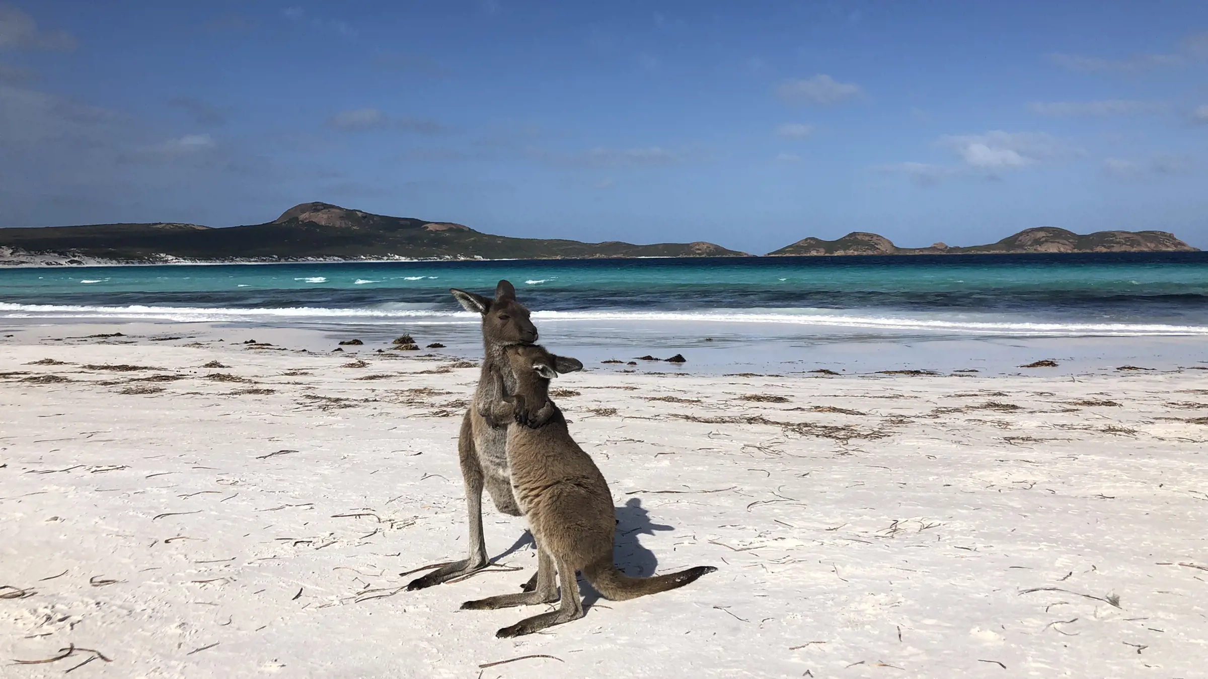 Kängurus am Strand